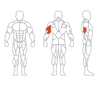 LD1028 45度 三頭肌 副（fù）本.png
